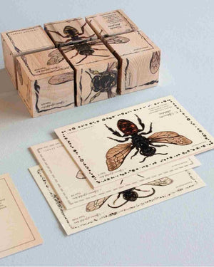 Wooden Story – Lernbausteine Bienenarten | Bunt