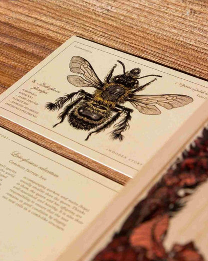 Wooden Story – Lernbausteine Bienenarten | Bunt