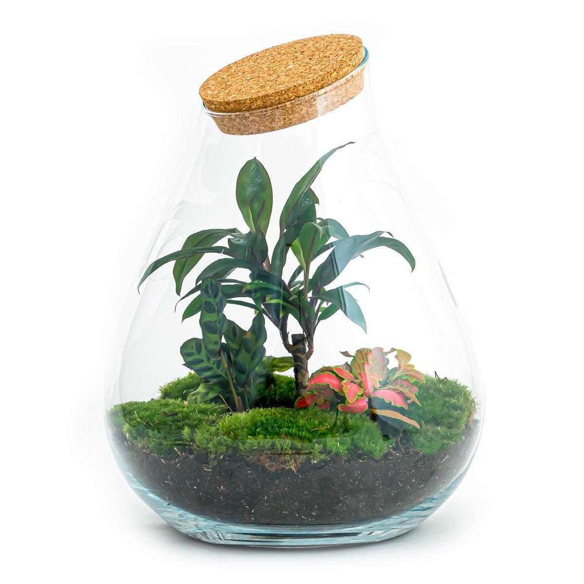 Terrarium-Bausatz – Drop XL Palme – Flaschengarten – ↑ 37 cm - verysuperb