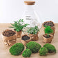 Terrarium-Bausatz – Sam XL – Flaschengarten – ↑ 35 cm - verysuperb