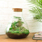 Terrarium-Bausatz – Sam XL – Flaschengarten – ↑ 35 cm - verysuperb