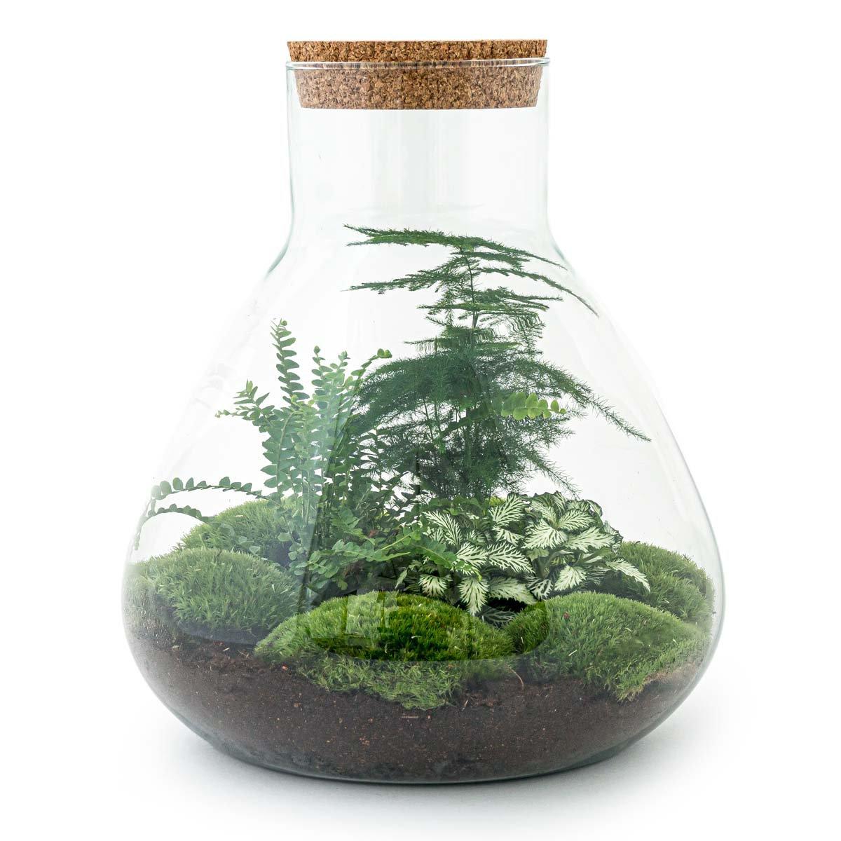 Terrarium-Bausatz – Sam XL – Flaschengarten – ↑ 35 cm - verysuperb