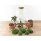 Terrarium-Bausatz – Sven Palm – Flaschengarten – ↑ 43 cm - verysuperb